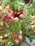 Cranberries (Veenbessen)