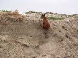 you can tell how much sand was washed away by the height of the bank