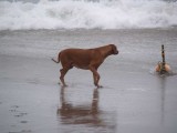 she was quite concerned about this thing on her beach