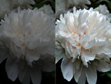 White flower_dual.jpg