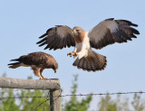 Tracy Hindle -  Male and Female Swainson Hawk