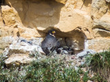 Peregrine female and four chicks