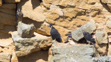 Four Peregrine young ready to fledge