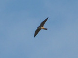 Hobby (long distance shot)