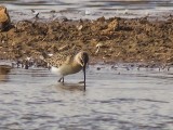 Curlew Sandpiper (long distance )