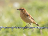 Whinchat