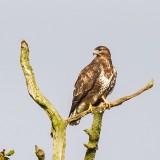 Common Buzzard