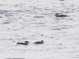 Common Scoters and an Eider duck
