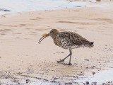 Curlew with small Dab