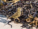 Rock Pipit