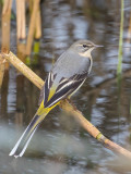 Grey Wagtail