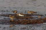 Common Sandpiper, Dunlin, Ringed Plover and Little Stint.jpeg