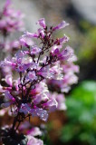 flower04.JPG
