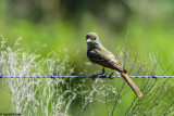 Great Crested Flycatcher