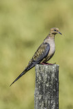 Mourning Dove