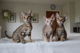 Pearls 1'st litter, mixed pics