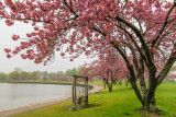439, Cherry Blossoms, Mamaroneck