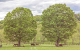 440, Sunnyfield Farm, Bedford