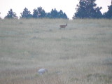 Buck Outside Our Rental (Every Morning)