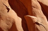 Two lizards face off in Hurricane Wash
