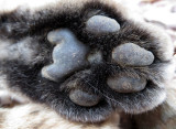 Bobcat paw