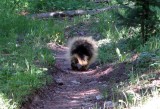 Porcupine waddles down the trail