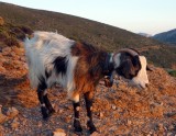 Kalymnos goat