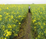 Part II Through fields of rapeseed