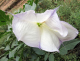 Wrather canyon datura
