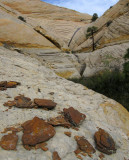 Escalante-Death Hollow: Bowington Trail exit