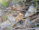 Silver Falls-Choprock Loop: Escalante small toad