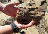 Silver Falls-Choprock Loop: Petrified tree fragment