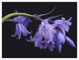 Its 2013 Bluebell time...