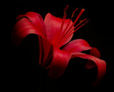 Red Lily