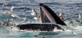 Surface Feeding Humpback Whale