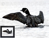 Drying Time M10_0065 (Common Loon)