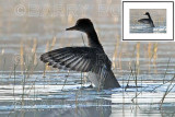 Leader of the Band M14_0854 (Wood Duck)
