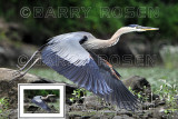 Great Blue Heron in flight BSR_2029