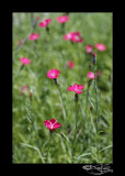 Dianthus Fire Witch