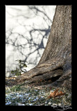 Tree 10