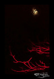 Catching the Moon