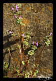 Lamium amplexicaule<br>Henbit