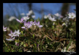 Claytonia virginica<br>Spring Beauty