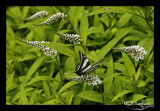 Euryotides marcellus<br>(Zebra Swallowtail)
