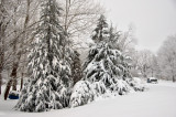 Winter Scene with Evergreen Trees