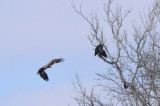 Eagles Near Pattonsburg