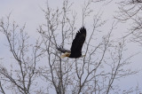 Eagle Near Pattonsburg
