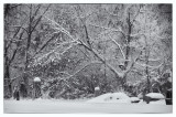 Heavy Snowfall in Albany Cemetery