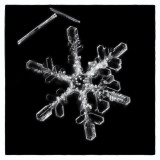 Snowflake #1- Black & White