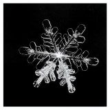 Snowflake #2-Black & White